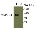 HSP101 | ClpB heat shock protein, N-terminal (rabbit antibody)